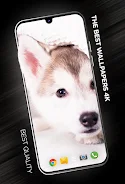 Puppies Wallpapers in 4K Captura de pantalla 0