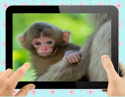 Baby Monkey ဖန်သားပြင်ဓာတ်ပုံ 0