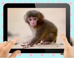 Baby Monkey ဖန်သားပြင်ဓာတ်ပုံ 1