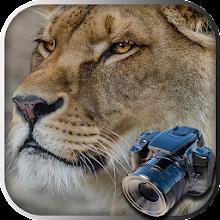 Hidden Animals: Photo Hunt