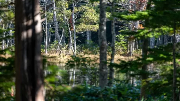 Ghost of Yotei ambientado en Hokkaido por su sentido del peligro y la belleza