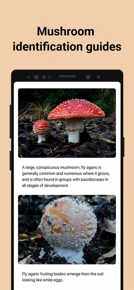 Picture Mushroom - Mushroom ID Ảnh chụp màn hình 3