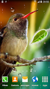 Hummingbirds Live Wallpaper Captura de pantalla 0