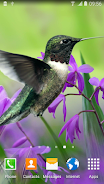 Hummingbirds Live Wallpaper Ekran Görüntüsü 1