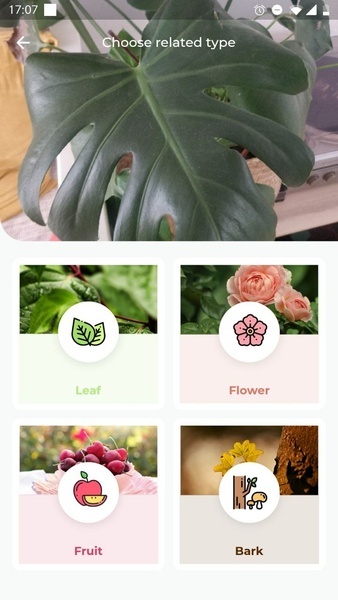 LeafSnap ภาพหน้าจอ 1