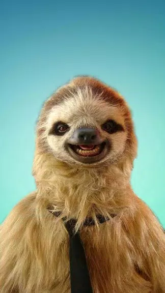 Sloth Wallpapers स्क्रीनशॉट 0