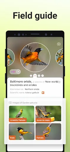 Picture Bird - Bird Identifier स्क्रीनशॉट 1