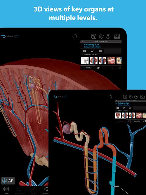 Schermata Human Anatomy Atlas 2023 2