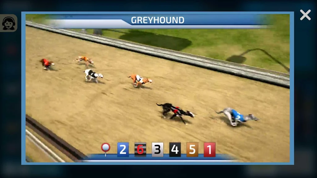 Dogs3D Races Betting应用截图第1张