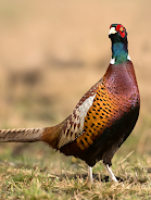 Pheasant sounds ဖန်သားပြင်ဓာတ်ပုံ 0