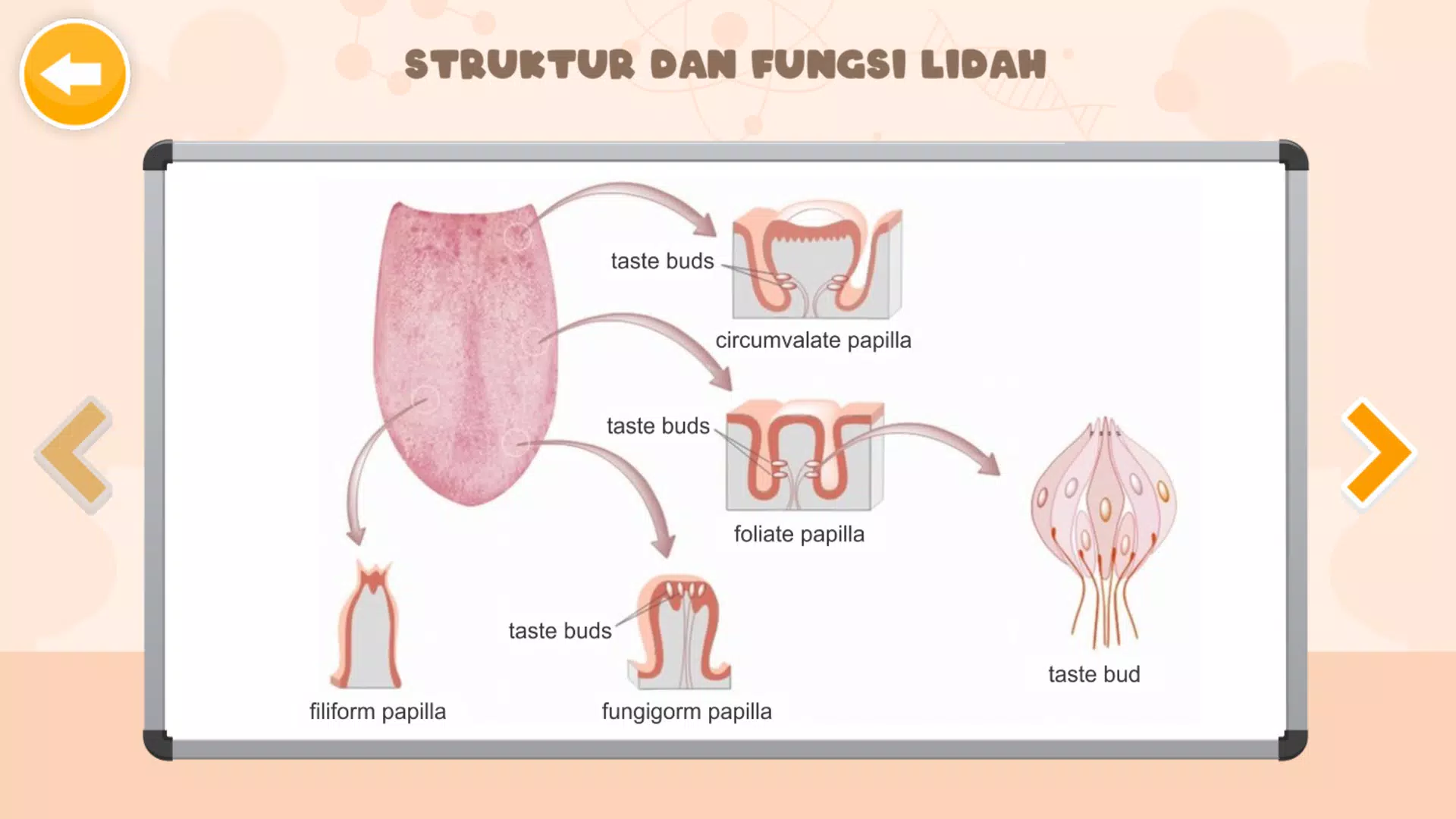 Sistem Indra Manusia Captura de tela 3