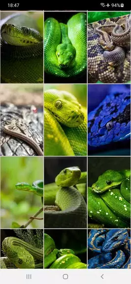 Snake Wallpapers Ekran Görüntüsü 3