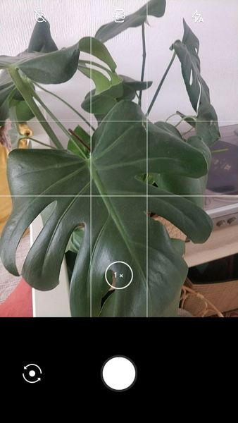 LeafSnap ภาพหน้าจอ 0