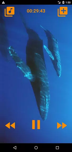 Whales songs to sleep Captura de pantalla 2