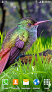 Hummingbirds Live Wallpaper Ekran Görüntüsü 2