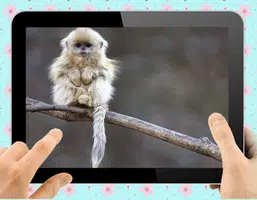 Baby Monkey ဖန်သားပြင်ဓာတ်ပုံ 2
