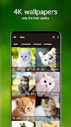 Fondos de pantalla con gatitos Captura de pantalla 1