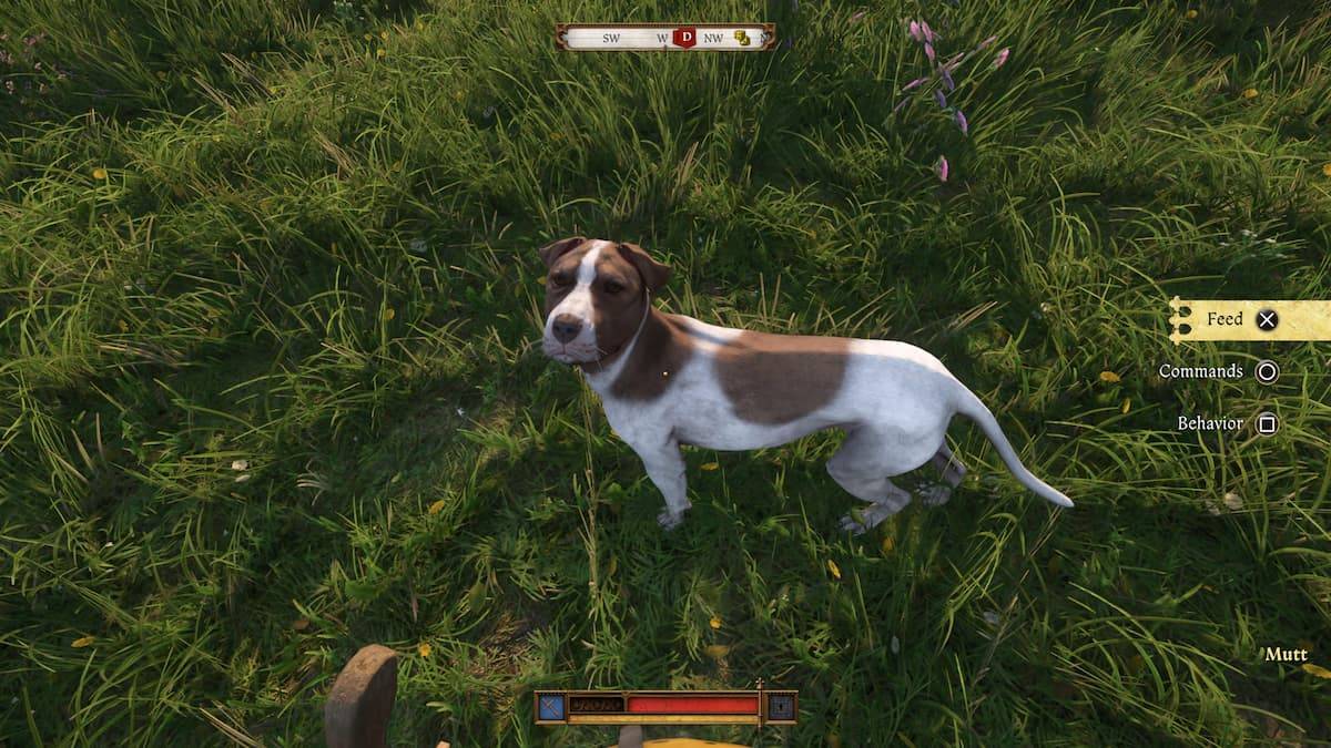 Where to Find Mutt in Kingdom Come Deliverance 2